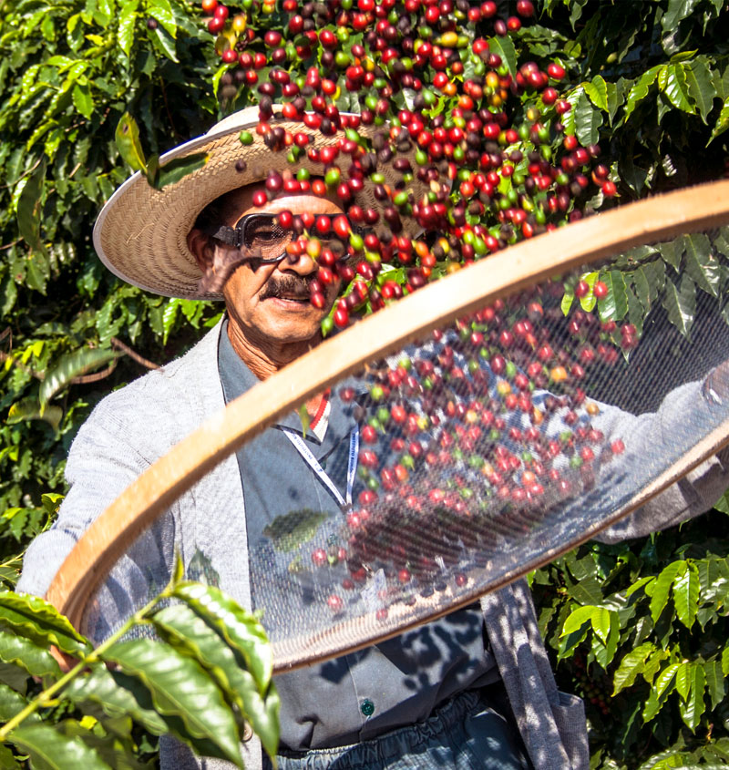 How we grow our coffee